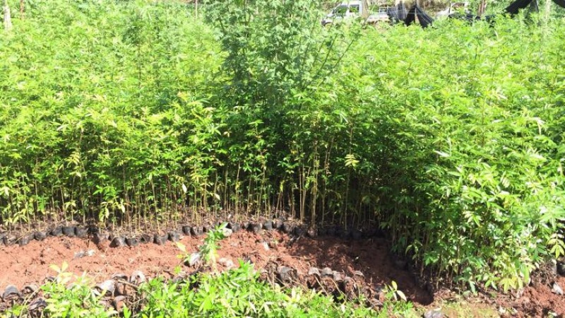 花椒苗1~2年