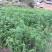 花椒苗1~2年