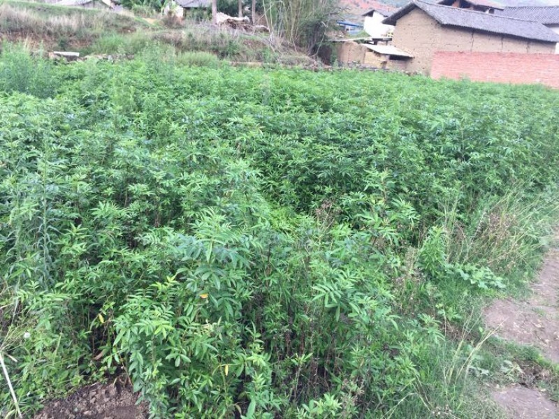 花椒苗1~2年