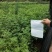 花椒苗1~2年