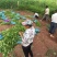 花椒苗1~2年