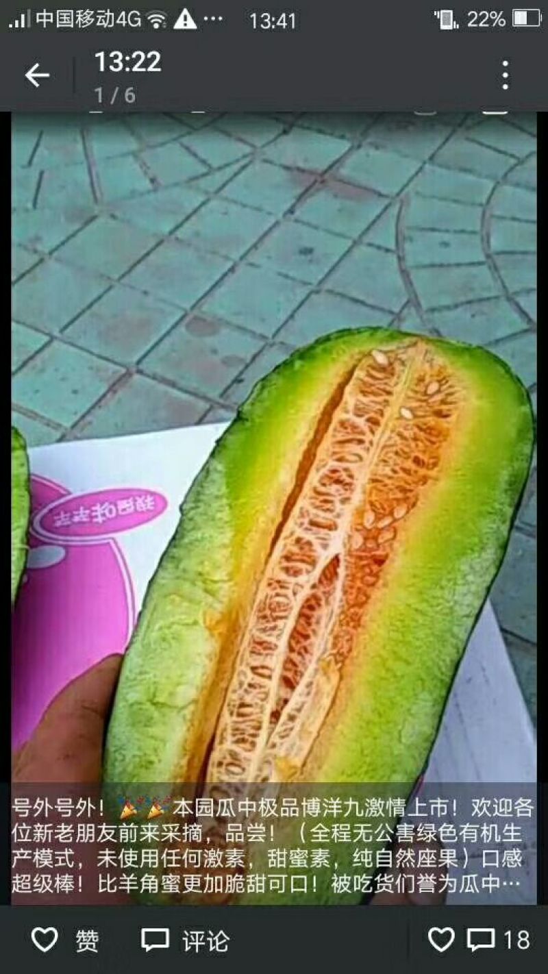 头茬博洋九甜瓜