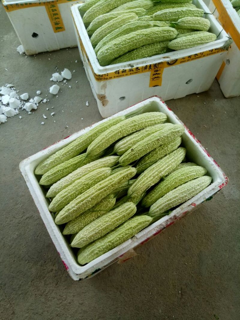 南山苦瓜