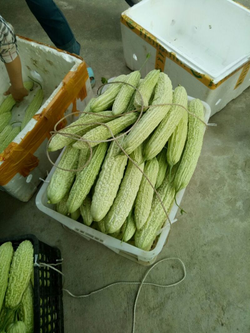 南山苦瓜