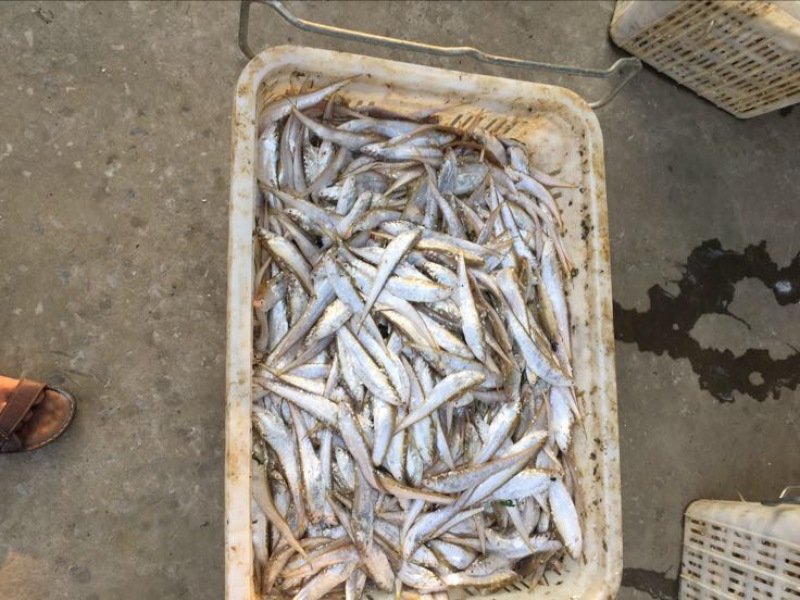 毛刀鱼冰鲜鱼