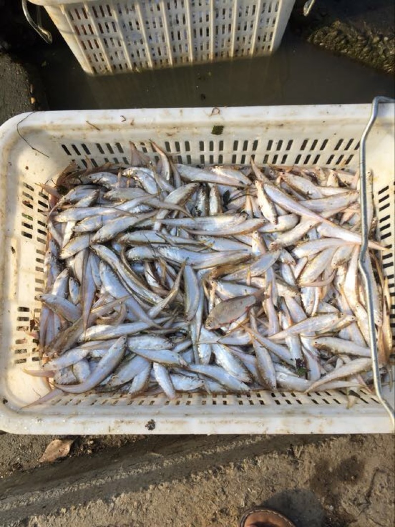 毛刀鱼冰鲜鱼