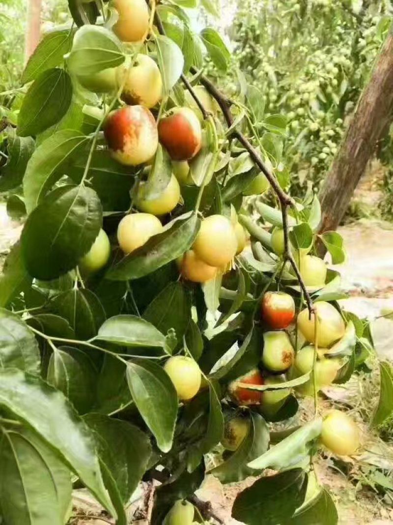 大荔冬枣，大荔冬枣基地批发