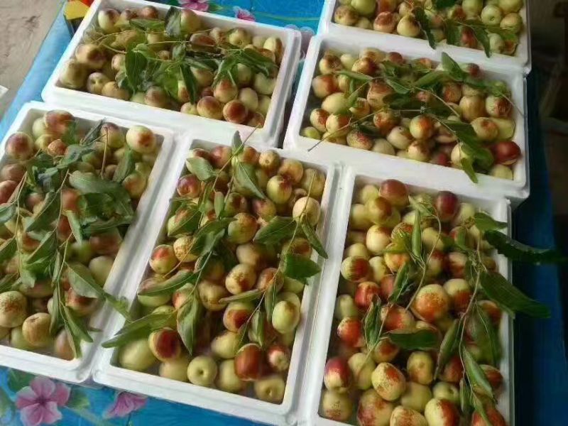 大荔冬枣，大荔冬枣基地批发