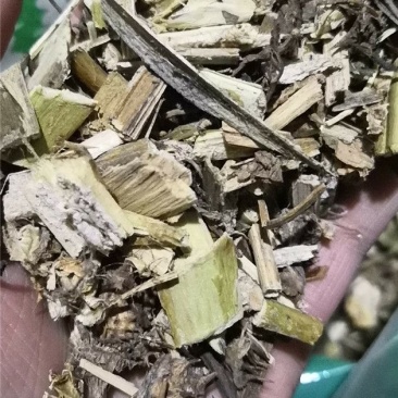 颠茄草