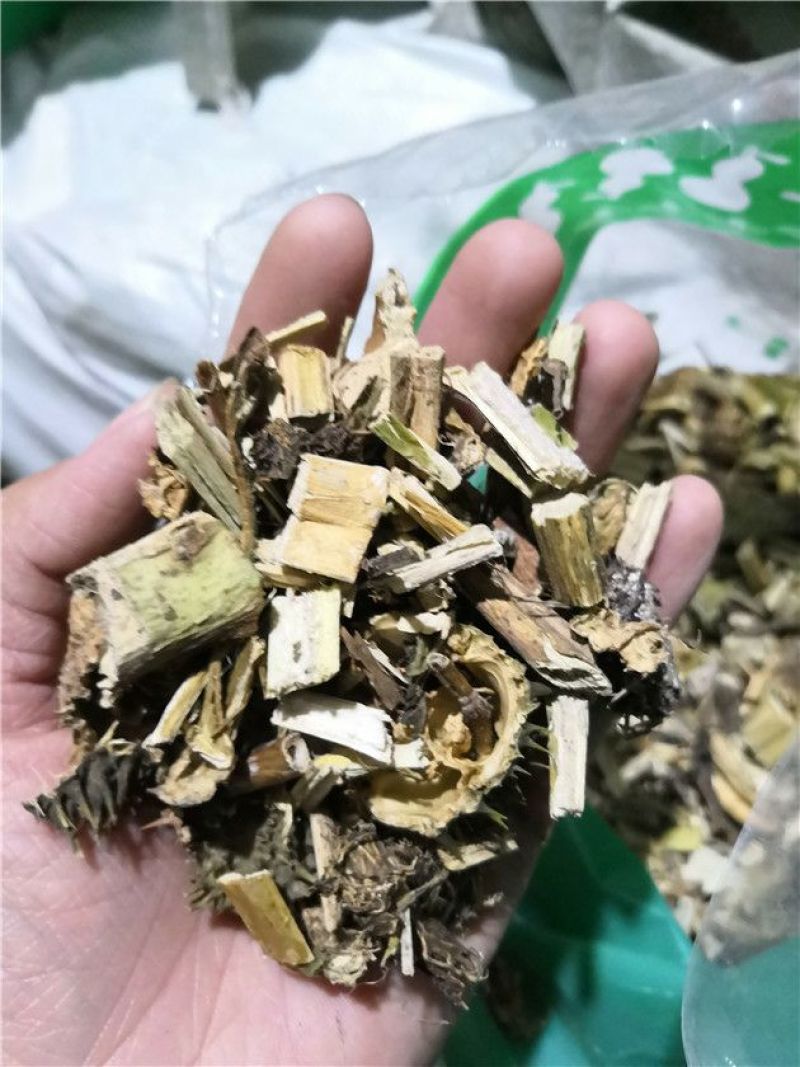 颠茄草