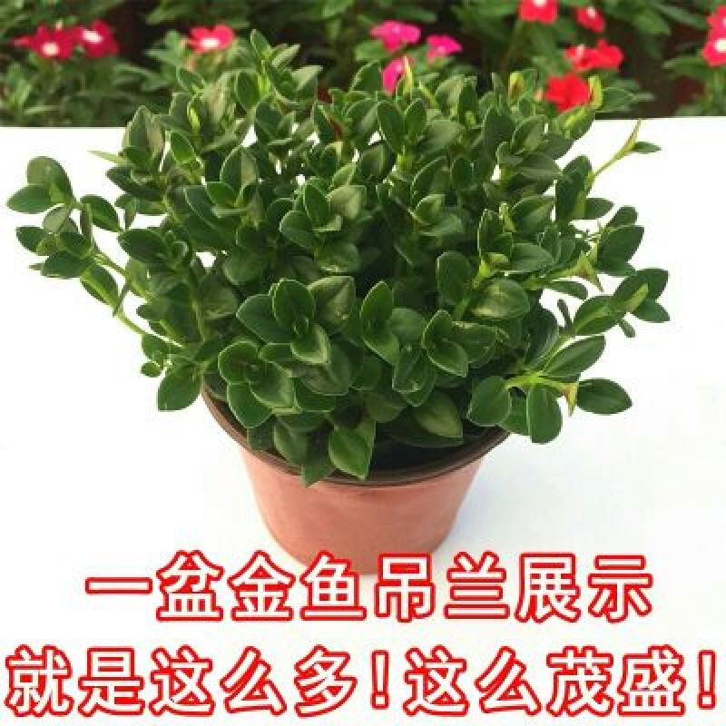 福建漳平金鱼吊兰盆栽带花苞盆栽办公室桌面绿植好养花卉盆栽