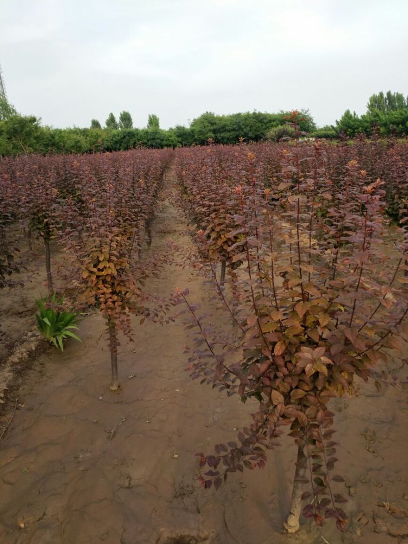 精品紫叶稠李高杆，矮干量大。