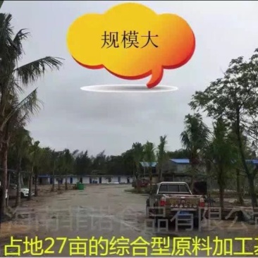 椰皇1.5~2斤