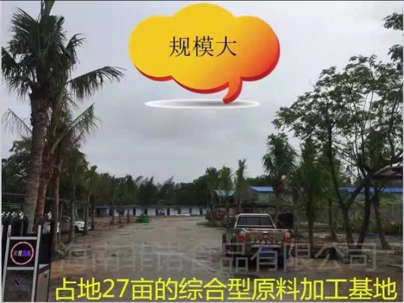 椰皇1.5~2斤