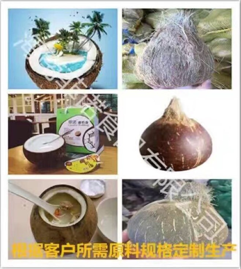 椰皇1.5~2斤