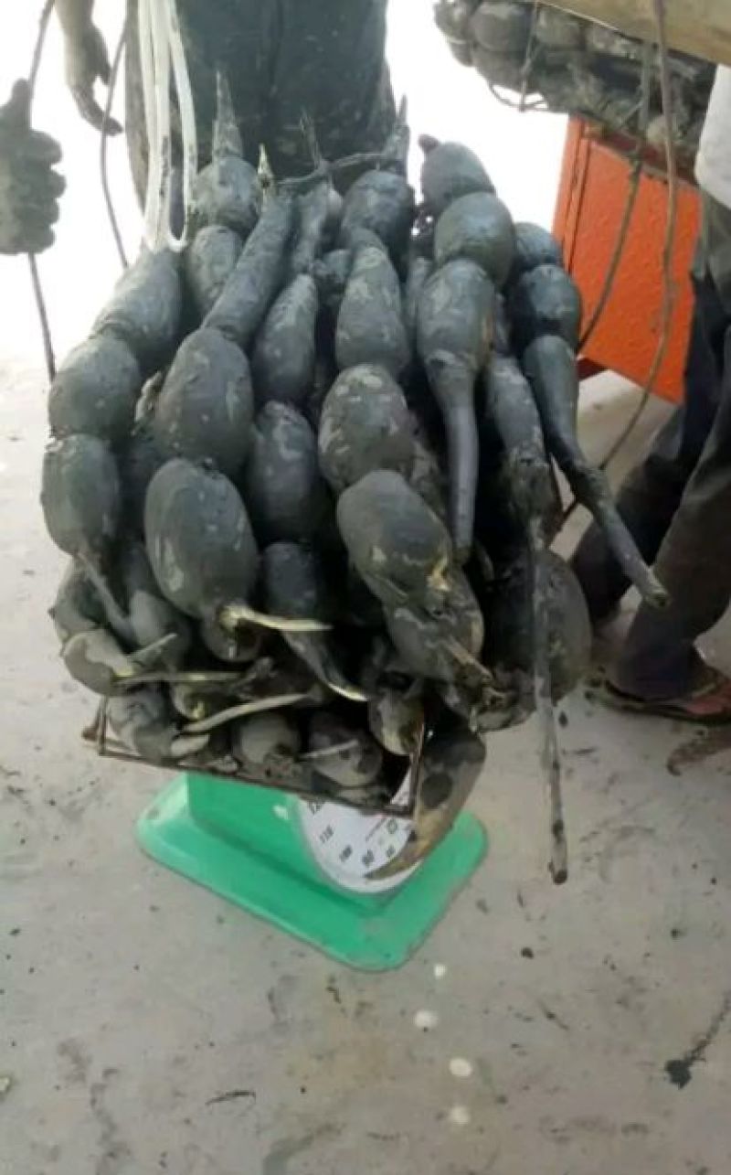 云南数万亩精品早莲藕质量特好全国发货保质保量。