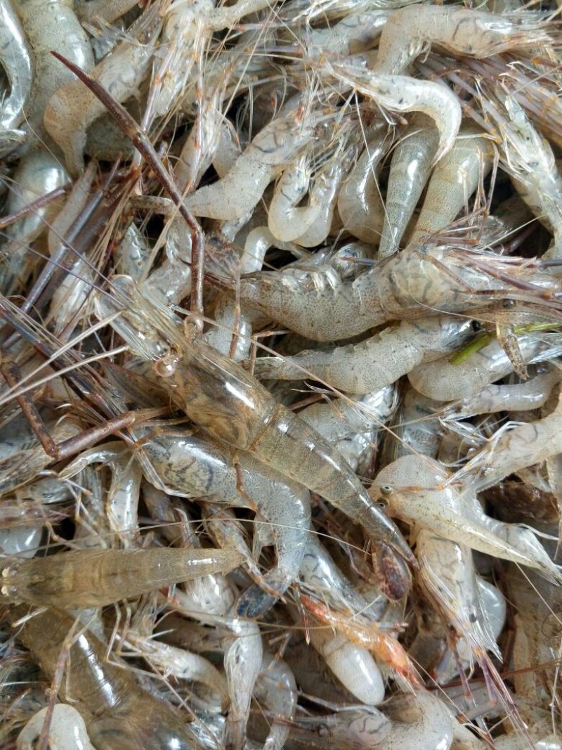 虾干，河虾干一级
