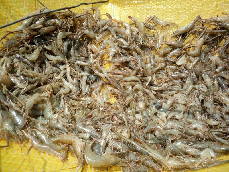虾干，河虾干一级