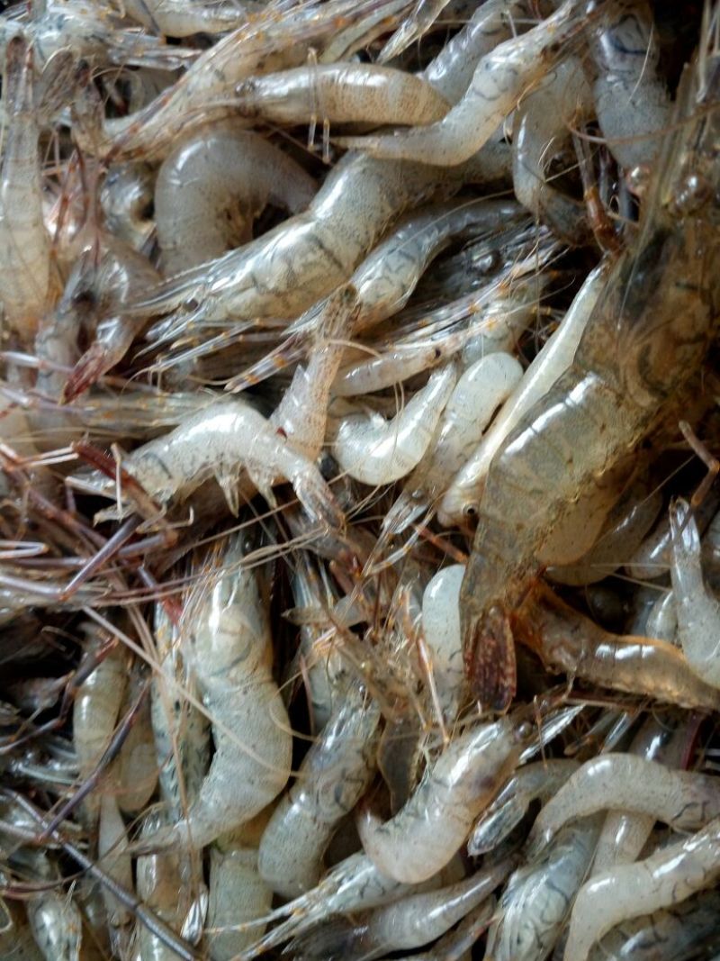 虾干，河虾干一级