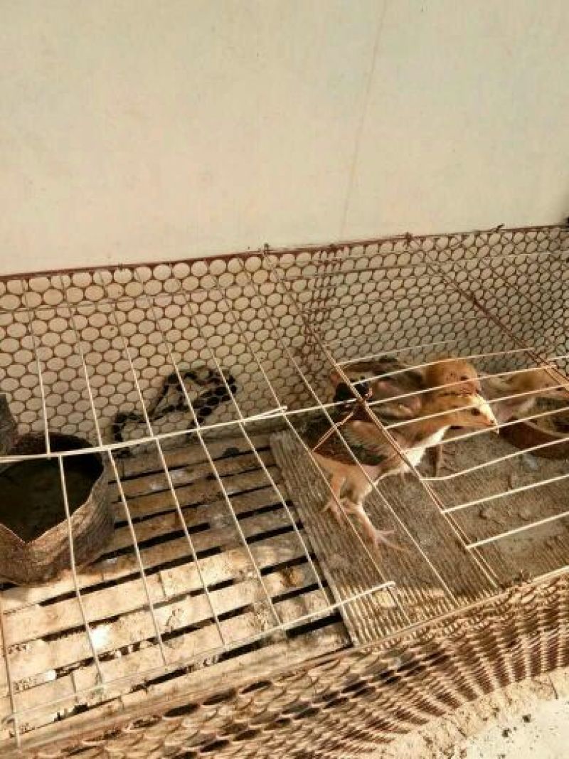 斗鸡蛋出售，8元一个