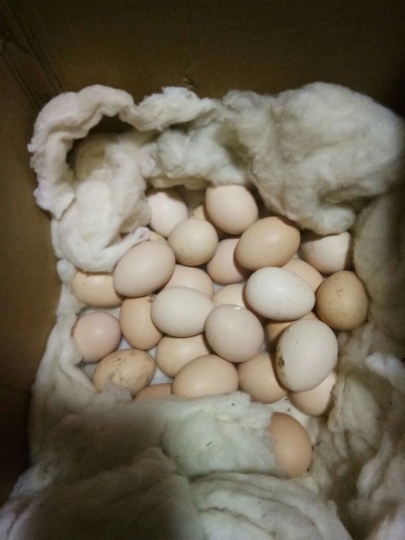 斗鸡蛋出售，8元一个