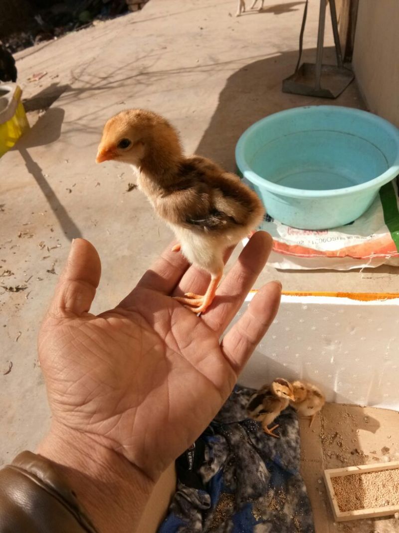 斗鸡蛋出售，8元一个
