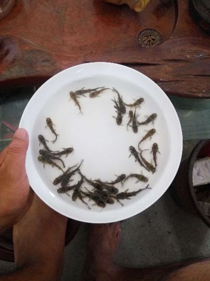 黄颡鱼苗3-5公分，黄辣丁，黄骨鱼苗