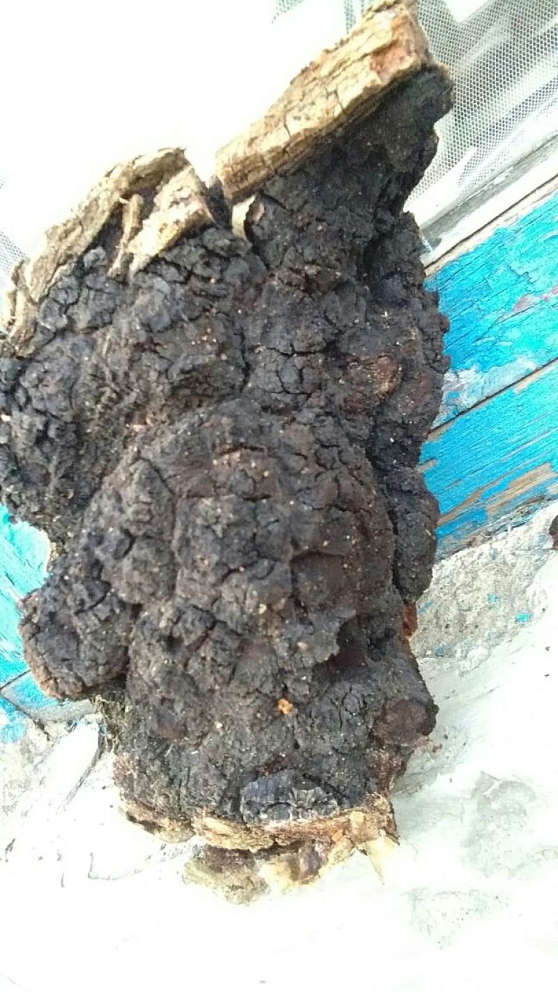 白桦茸