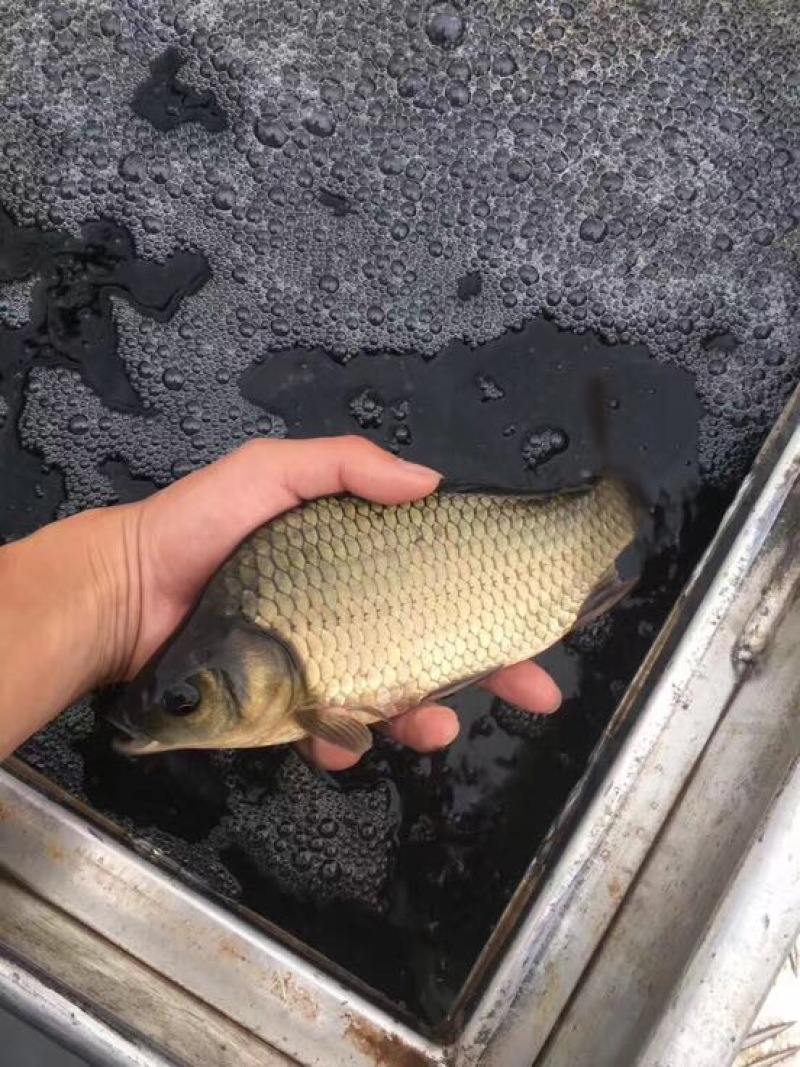 鲤鱼垂钓
