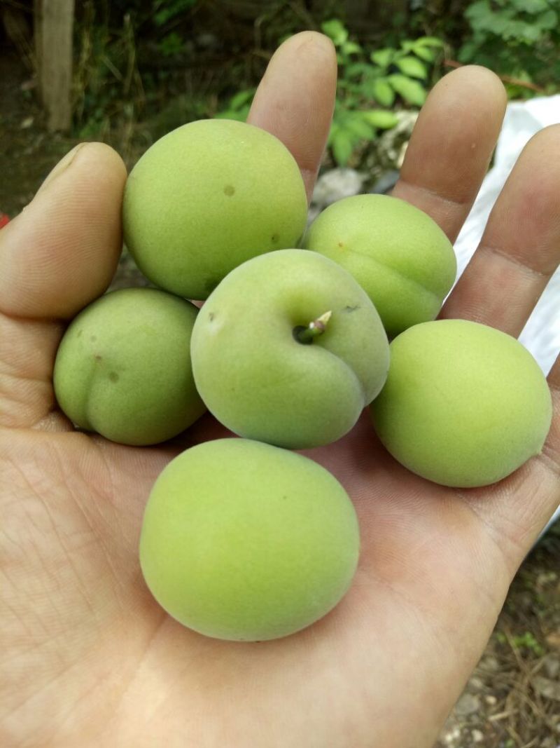 青梅
