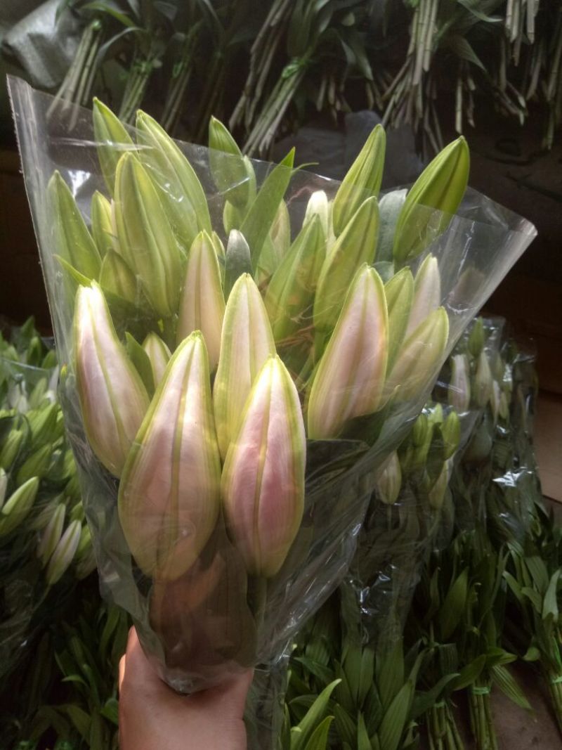 各种百合鲜切花粉百索邦