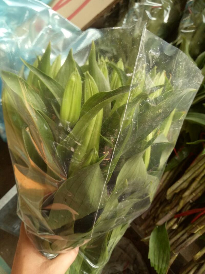 各种百合鲜切花粉百索邦