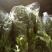 各种百合鲜切花粉百索邦