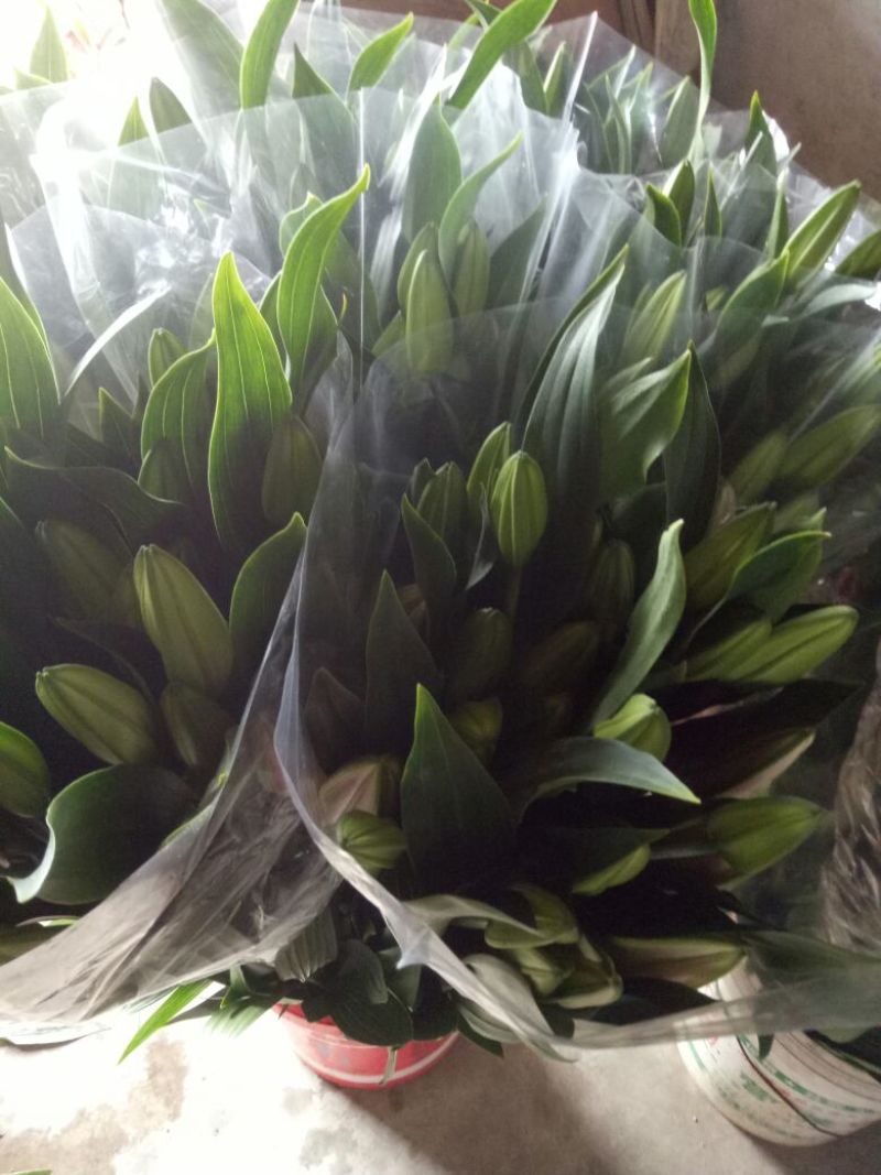 各种百合鲜切花粉百索邦
