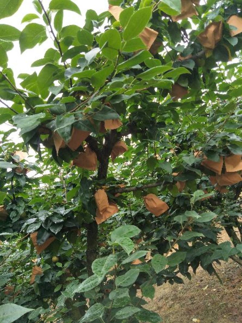 有点药的翠冠梨上市早，有没有2药自然成熟