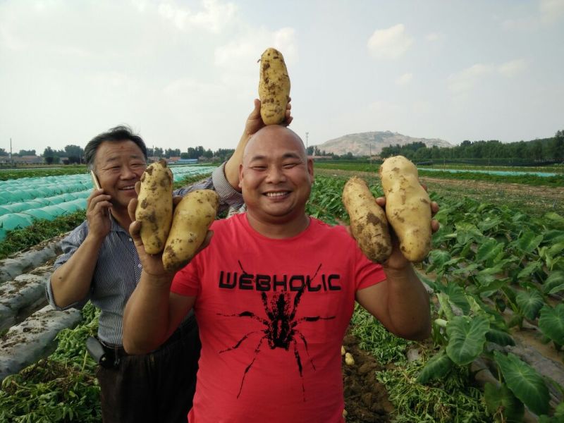 荷兰十五土豆新鲜土豆热卖中