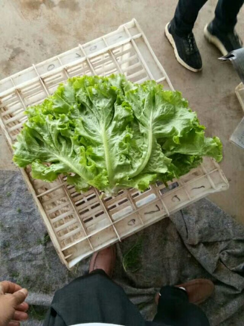 生菜产地直销，质量保证，量大从优，合作共赢。