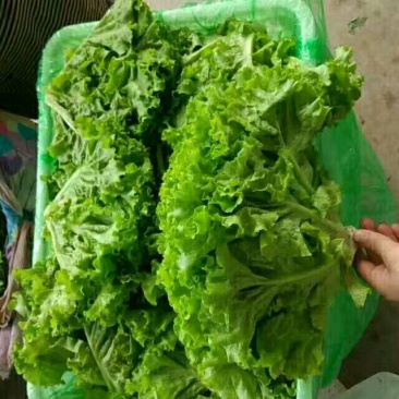生菜产地直销,质量保证,量大从优,合作共赢。