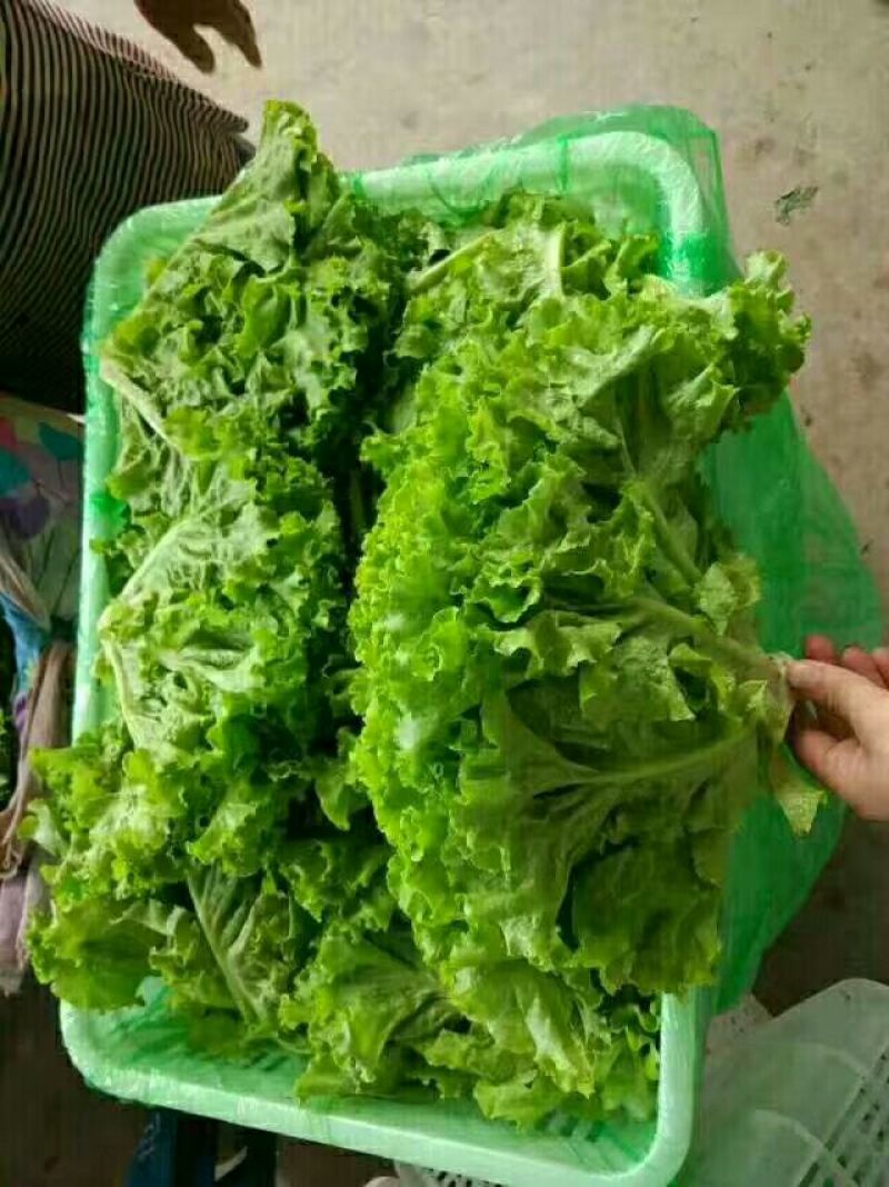 生菜产地直销，质量保证，量大从优，合作共赢。