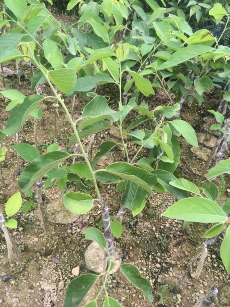 释迦苗10~30cm