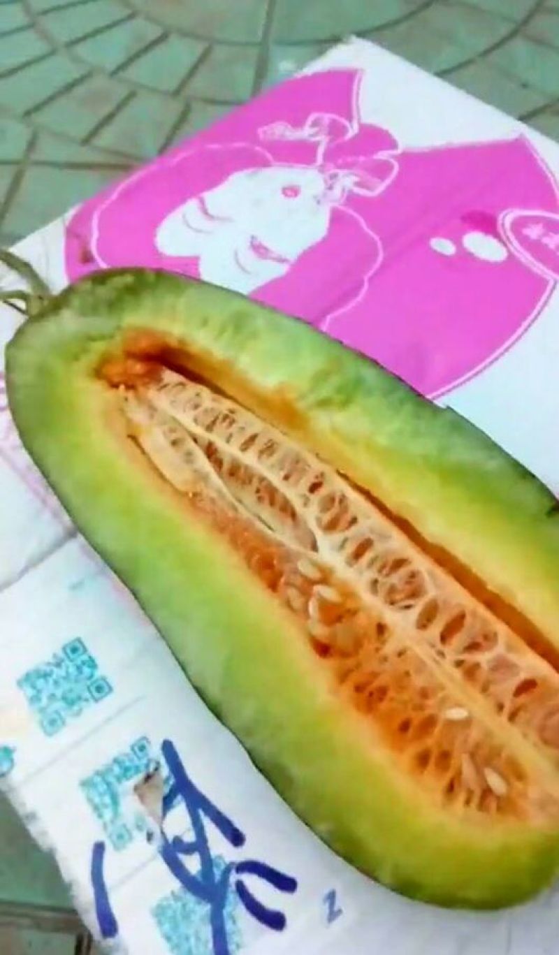 精品博洋九甜瓜！脆甜可口！