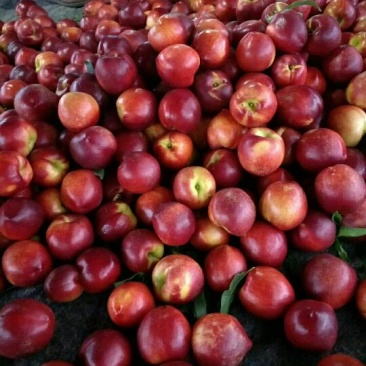 油桃大量，4号，5号，126红皮黄肉，口感脆甜