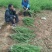 枸杞苗枸杞树苗河北枸杞苗木中华血杞一号新品种产量高