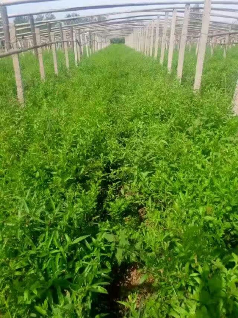 枸杞苗枸杞树苗河北枸杞苗木中华血杞一号新品种产量高