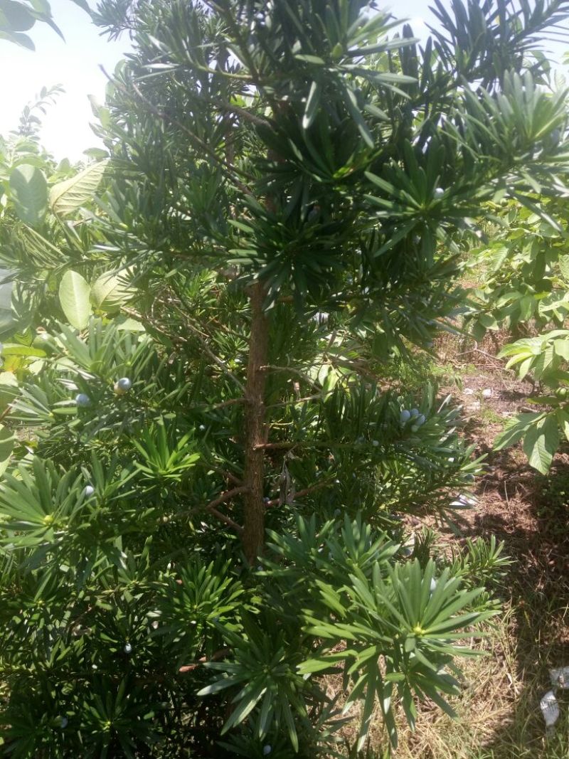 罗汉松两米高