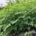 【牛商推荐】包邮正宗印度辣木小苗多种规格可选