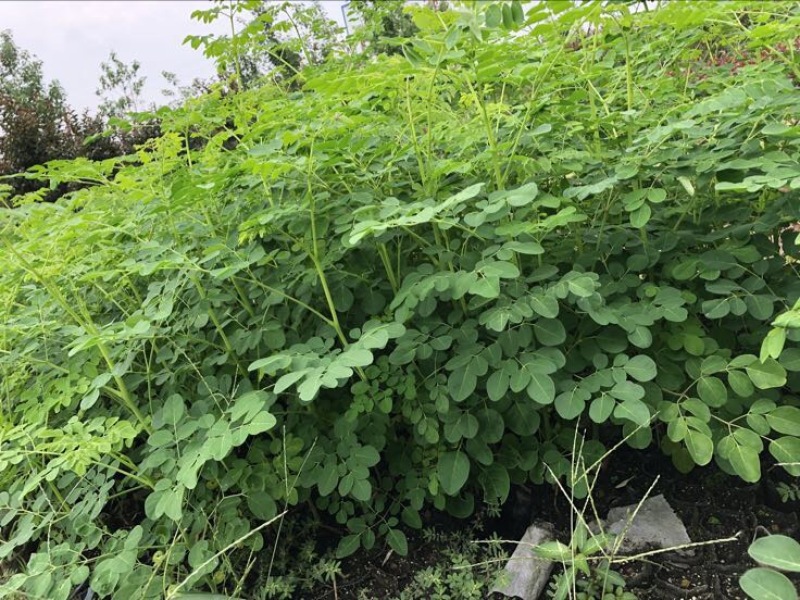 【牛商推荐】包邮正宗印度辣木小苗多种规格可选