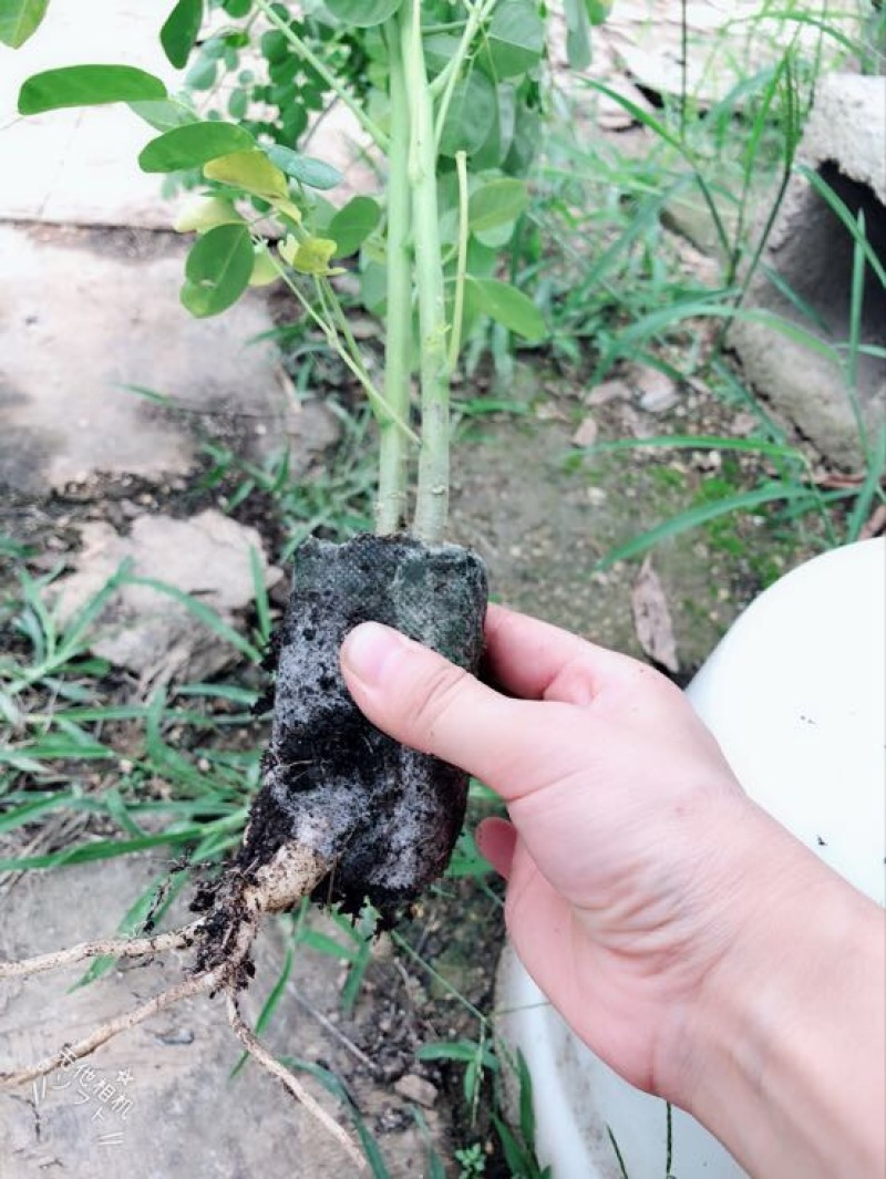 【牛商推荐】包邮正宗印度辣木小苗多种规格可选