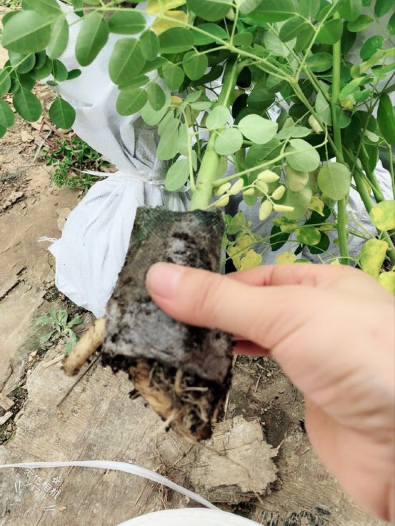 【牛商推荐】包邮正宗印度辣木小苗多种规格可选