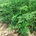 【牛商推荐】包邮正宗印度辣木小苗多种规格可选